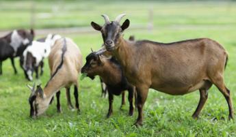 chevres-agriculture-Groupe Salins