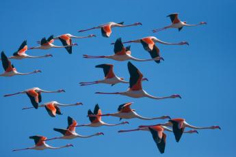 Flamants