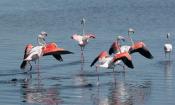 flamants-roses