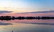 Camargue